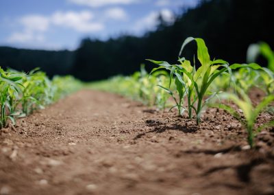 Travaux agricoles : DOUGÉ-JAROUSSEAU