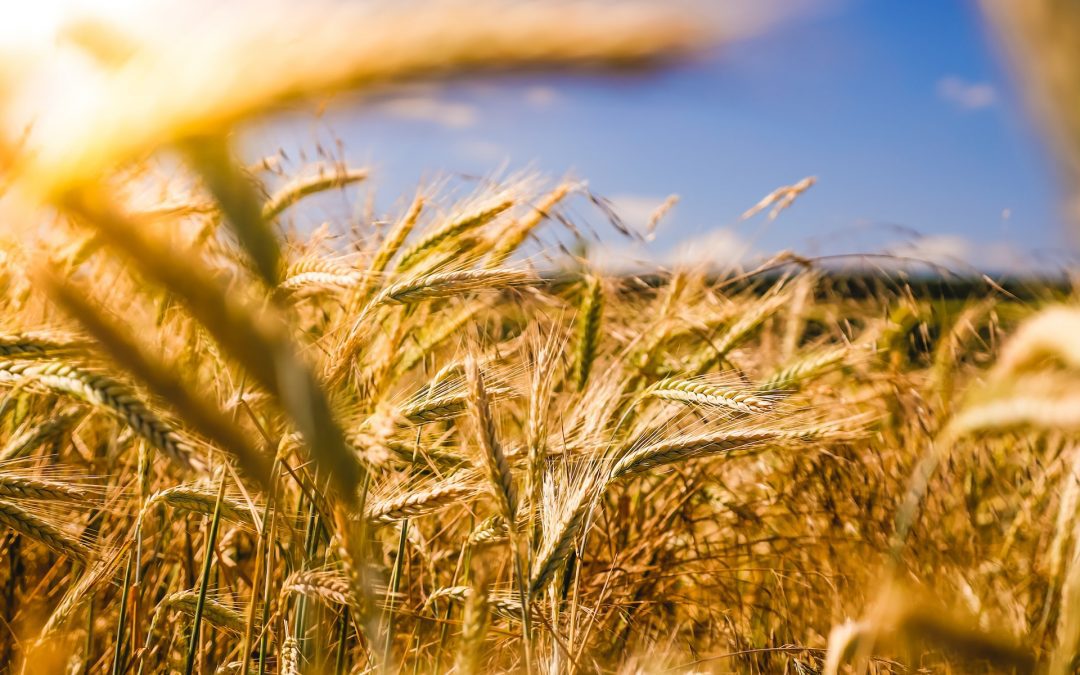 Négociant fourrage : Mr CASSERON