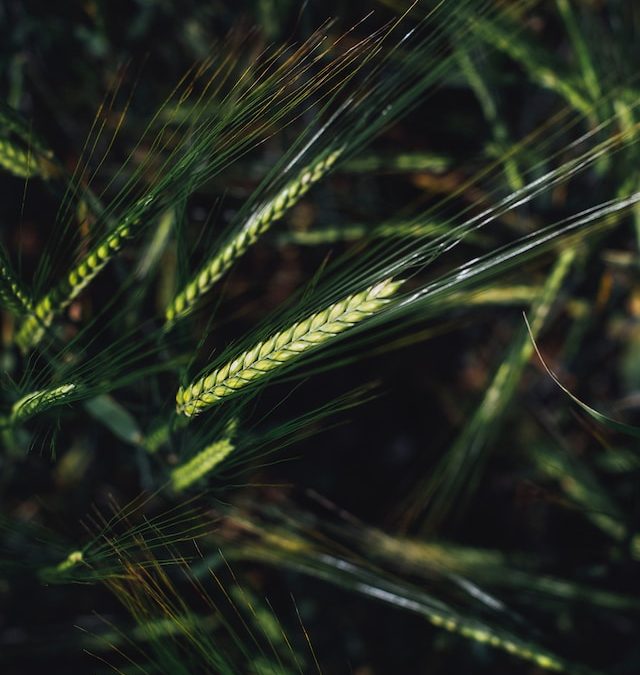 Groupement des Protections des Cultures