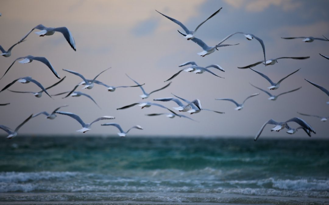 Les Editions de la Mouette