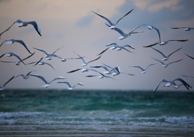 Les Editions de la Mouette